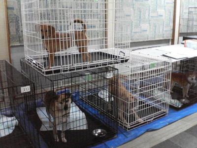 NEC_0418.JPG
