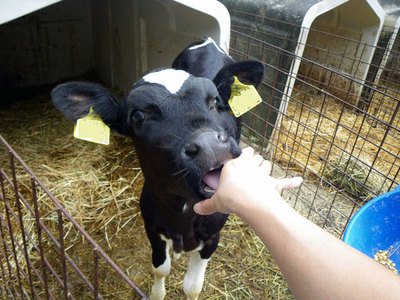 calf.jpg