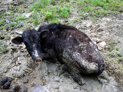 cow.jpg