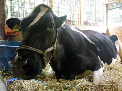 cow.jpg